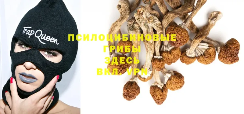 Галлюциногенные грибы MAGIC MUSHROOMS  Санкт-Петербург 